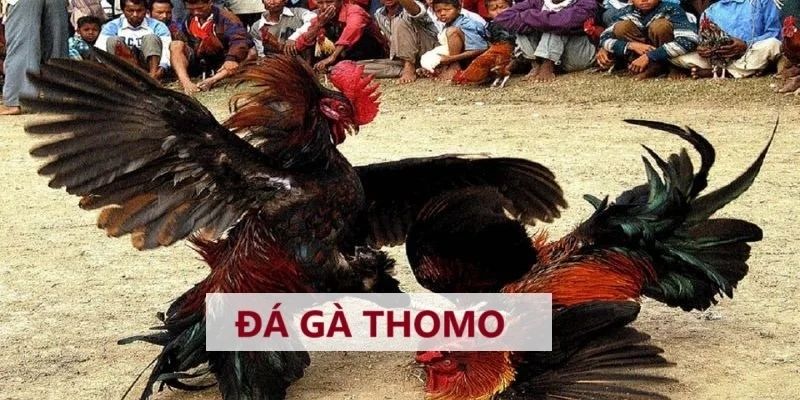 Đá gà Thomo cực thú vị