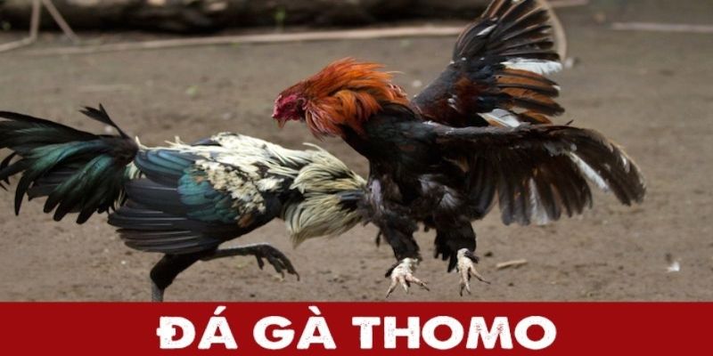 Thumb đá gà thomo gk88